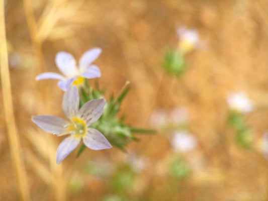 Image Only