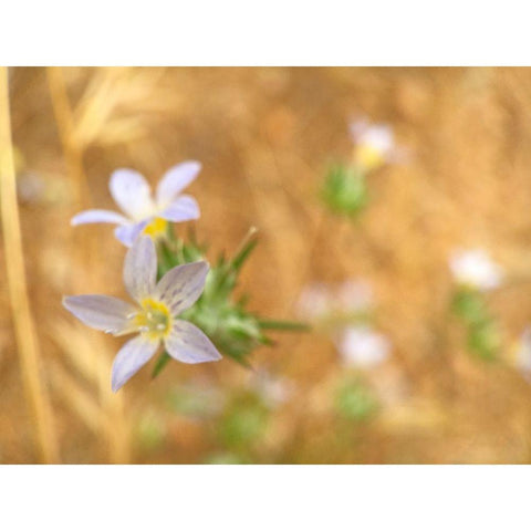 Purple Flower V Black Modern Wood Framed Art Print by Popcorn