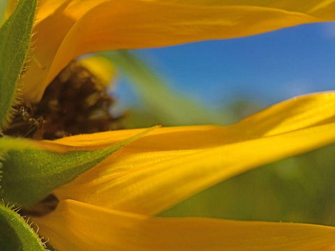 Sunflower III White Modern Wood Framed Art Print with Double Matting by Popcorn