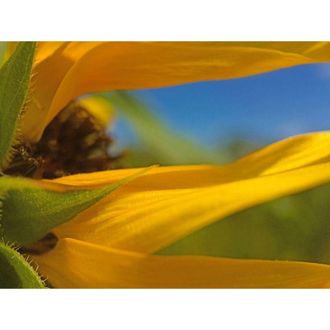 Sunflower III Black Modern Wood Framed Art Print with Double Matting by Popcorn