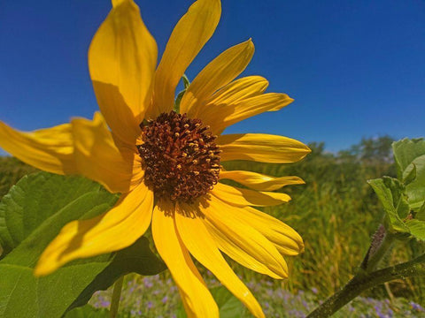 Sunflower IV Black Ornate Wood Framed Art Print with Double Matting by Popcorn