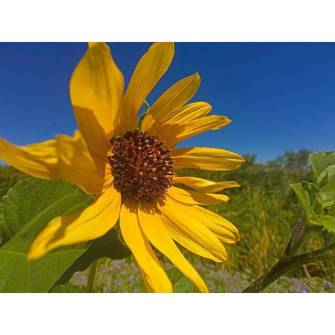 Sunflower IV Black Modern Wood Framed Art Print by Popcorn