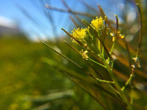 Mustard White Modern Wood Framed Art Print with Double Matting by Popcorn