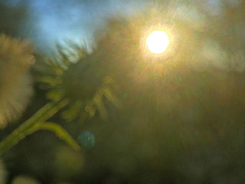 Golden Hour I Black Ornate Wood Framed Art Print with Double Matting by Popcorn