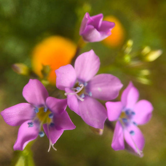 Image Only