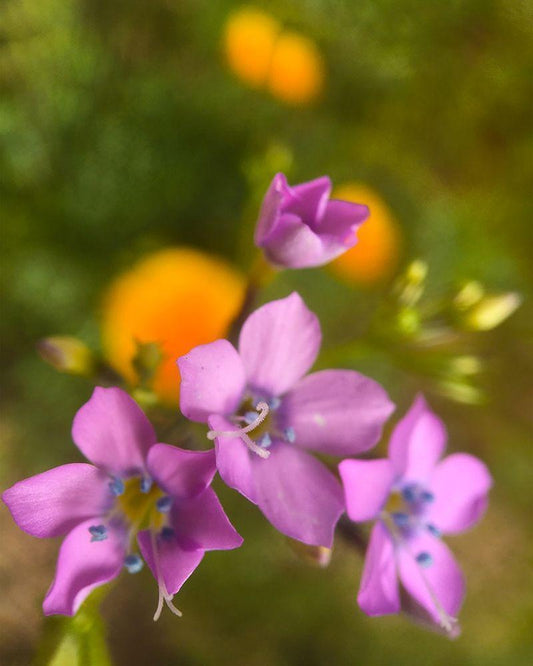 Image Only