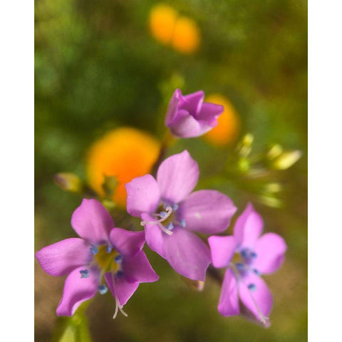 Purple Flower Blue Anthers I b Black Modern Wood Framed Art Print by Popcorn