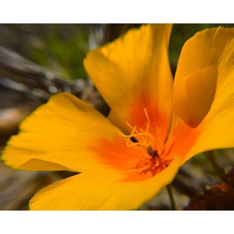 Poppy Black Modern Wood Framed Art Print by Popcorn