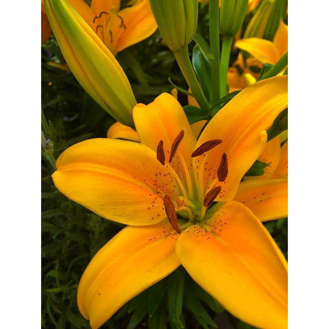 Yellow Lilly White Modern Wood Framed Art Print by Popcorn