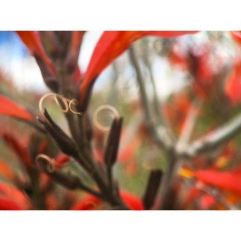 Chuparosa I Black Modern Wood Framed Art Print by Popcorn