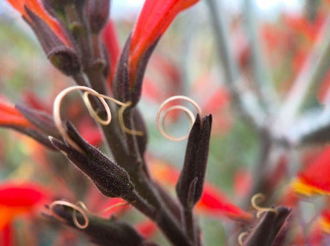 Chuparosa II Black Ornate Wood Framed Art Print with Double Matting by Popcorn