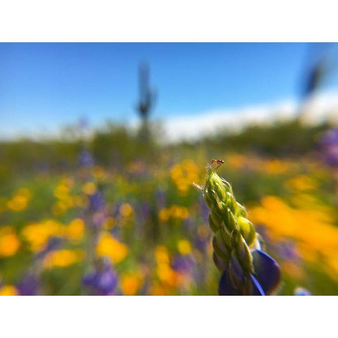 Wildflowers XXXVII White Modern Wood Framed Art Print by Popcorn