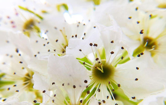 Image Only