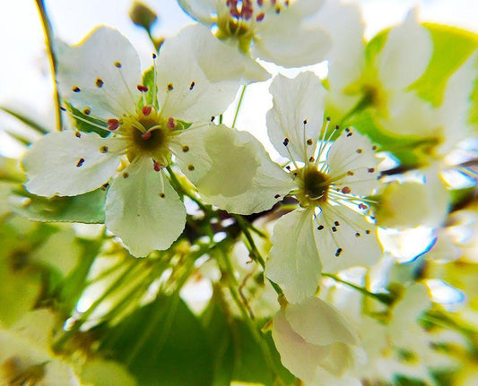 Image Only
