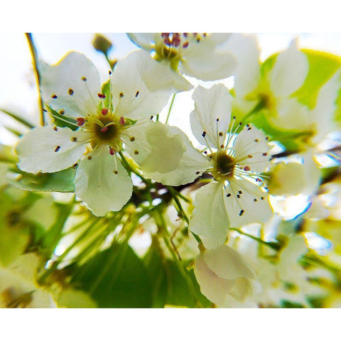 Hawthorn Bloom II Black Modern Wood Framed Art Print by Popcorn