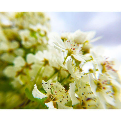 Hawthorn Bloom III Black Modern Wood Framed Art Print with Double Matting by Popcorn