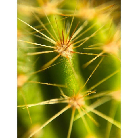 Cactus Gold Ornate Wood Framed Art Print with Double Matting by Popcorn