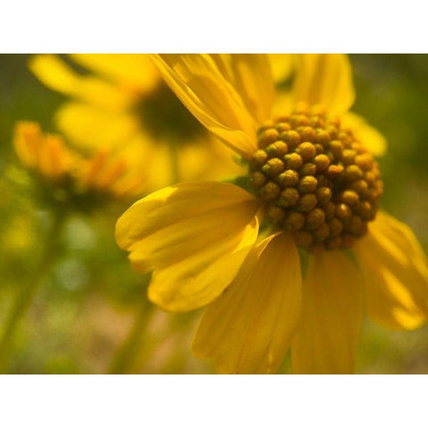 Wildflowers Nostalgia I Black Modern Wood Framed Art Print with Double Matting by Popcorn