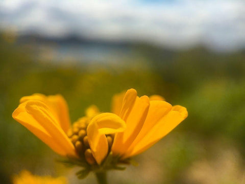 Wildflowers XXXIX Black Ornate Wood Framed Art Print with Double Matting by Popcorn