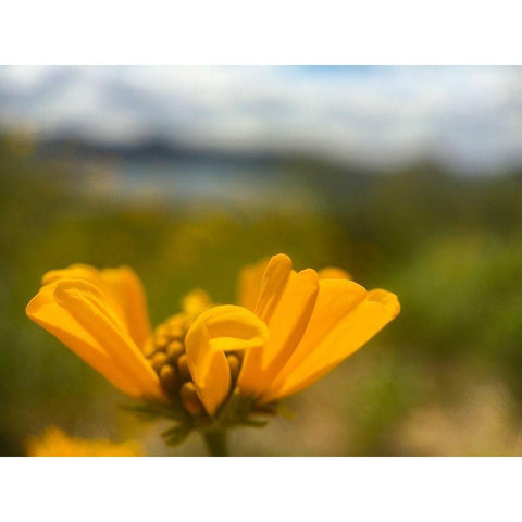 Wildflowers XXXIX Gold Ornate Wood Framed Art Print with Double Matting by Popcorn