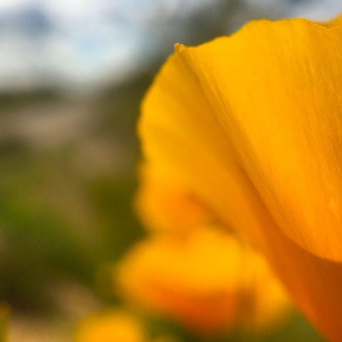 Poppy White Modern Wood Framed Art Print by Popcorn