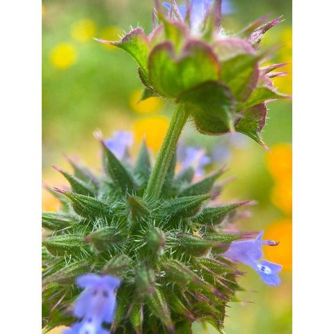 Wildflowers XL Black Modern Wood Framed Art Print by Popcorn