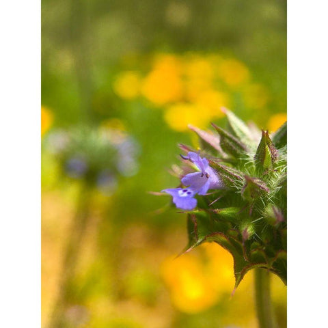 Wildflowers XLI Black Modern Wood Framed Art Print by Popcorn