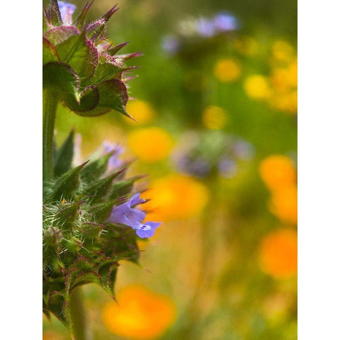 Wildflowers XLII Black Modern Wood Framed Art Print by Popcorn