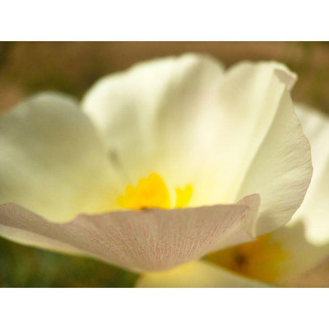 Wildflowers Nostalgia III Black Modern Wood Framed Art Print by Popcorn