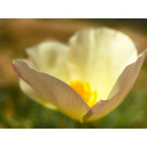 Wildflowers Nostalgia IV Gold Ornate Wood Framed Art Print with Double Matting by Popcorn