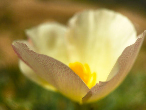 Wildflowers Nostalgia IV White Modern Wood Framed Art Print with Double Matting by Popcorn