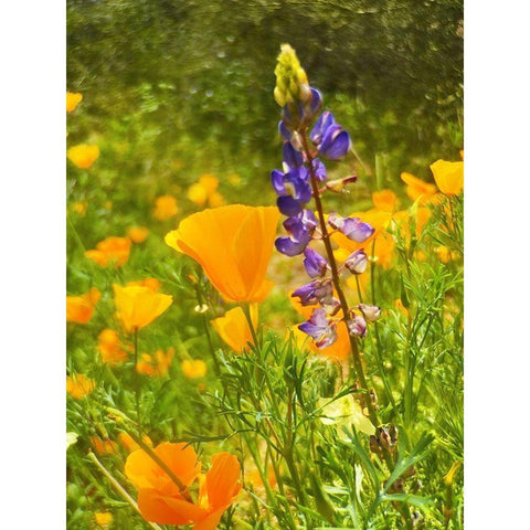 Wildflowers XLIII White Modern Wood Framed Art Print by Popcorn