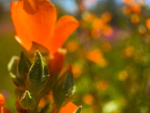 Wildflowers XLVI Black Ornate Wood Framed Art Print with Double Matting by Popcorn