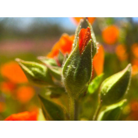 Wildflowers XLVII Gold Ornate Wood Framed Art Print with Double Matting by Popcorn