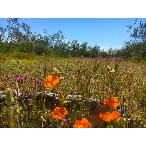 Wildflowers XLVIIX Black Modern Wood Framed Art Print with Double Matting by Popcorn