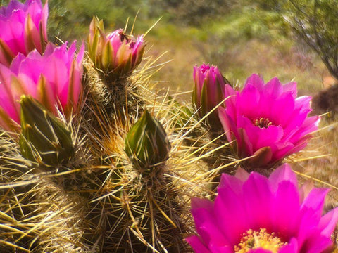 Wildflowers XLVIX White Modern Wood Framed Art Print with Double Matting by Popcorn