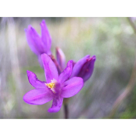 Wildflowers XLXI Gold Ornate Wood Framed Art Print with Double Matting by Popcorn