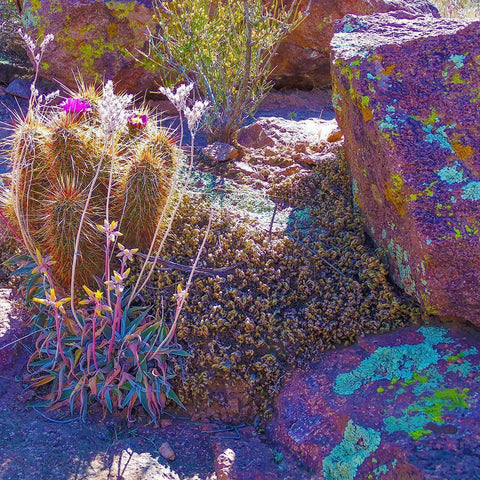 Rock Echeveria I-b W/ Hedgehog Cactus White Modern Wood Framed Art Print by Tenoever, William