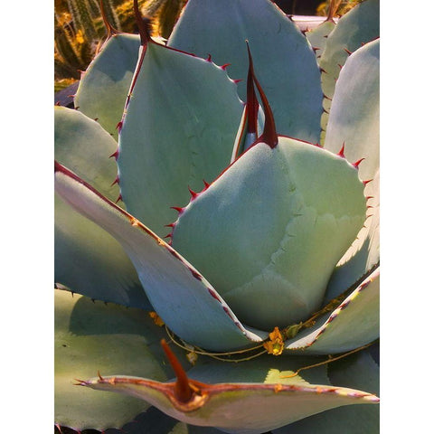 Mescal Agave A White Modern Wood Framed Art Print by Tenoever, William