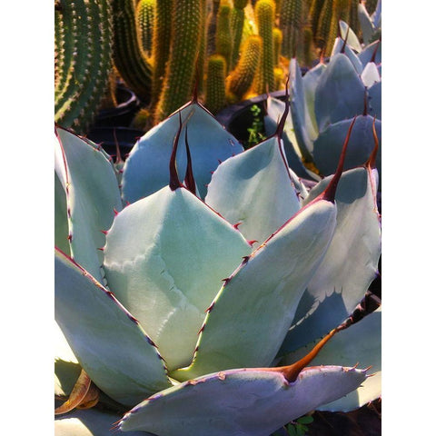 Mescal Agave C Black Modern Wood Framed Art Print with Double Matting by Tenoever, William