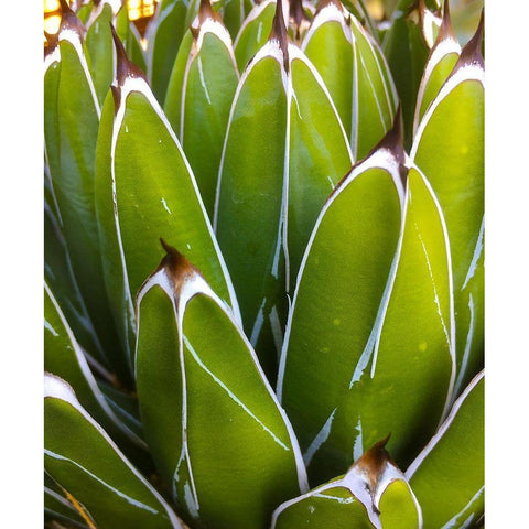 Agave White Modern Wood Framed Art Print by Tenoever, William