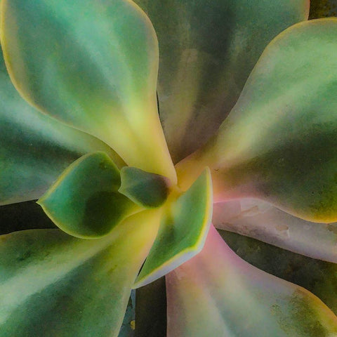 Succulent White Modern Wood Framed Art Print by Tenoever, William