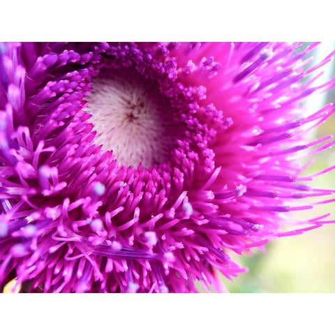 Thistle White Modern Wood Framed Art Print by Tenoever, William