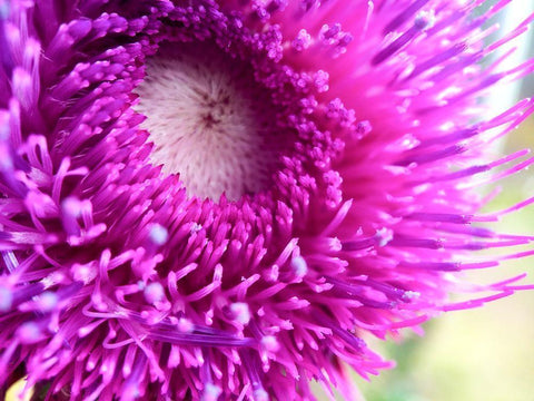 Thistle White Modern Wood Framed Art Print with Double Matting by Tenoever, William