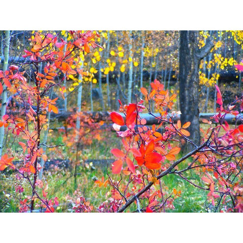 Fall Somewhere Gold Ornate Wood Framed Art Print with Double Matting by Tenoever, William