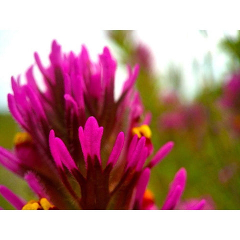 Owl Clover Gold Ornate Wood Framed Art Print with Double Matting by Tenoever, William