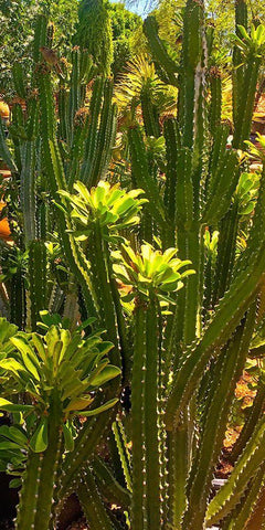 Nursery Black Ornate Wood Framed Art Print with Double Matting by Tenoever, William