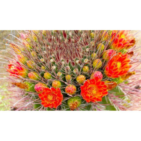 Barrel in Bloom IV Gold Ornate Wood Framed Art Print with Double Matting by Tenoever, William