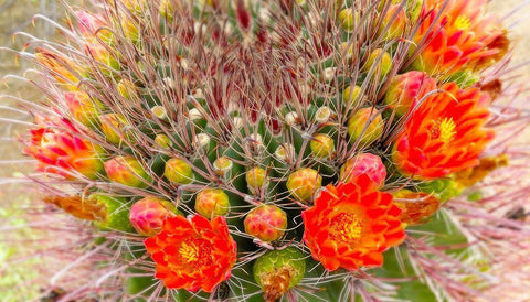 Barrel in Bloom IV Black Ornate Wood Framed Art Print with Double Matting by Tenoever, William