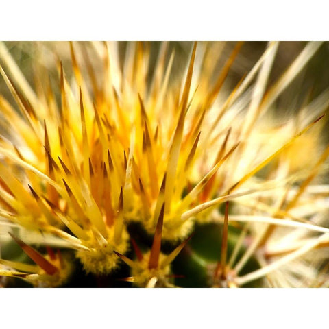 HedgehogCactus Gold Ornate Wood Framed Art Print with Double Matting by Tenoever, William
